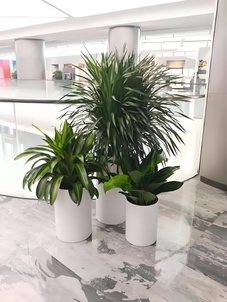 探索前湾绿植租赁方案，开启清新生活